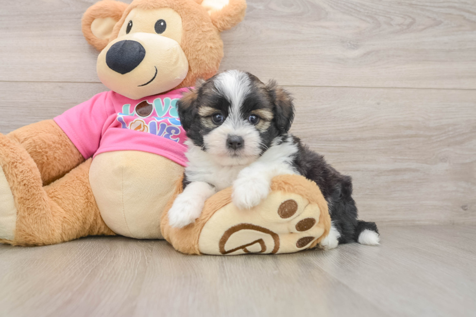 Cute Saussie Baby
