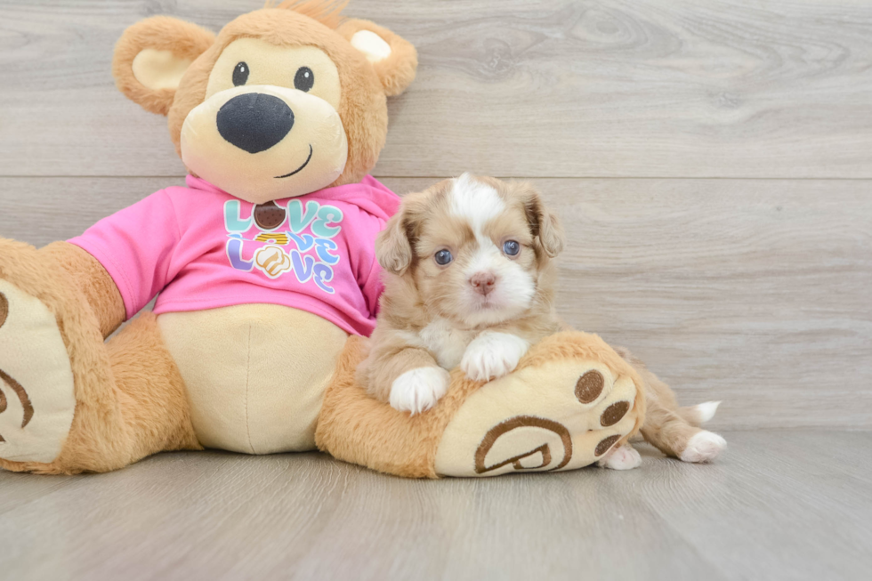 Cute Ausstzu Designer Puppy