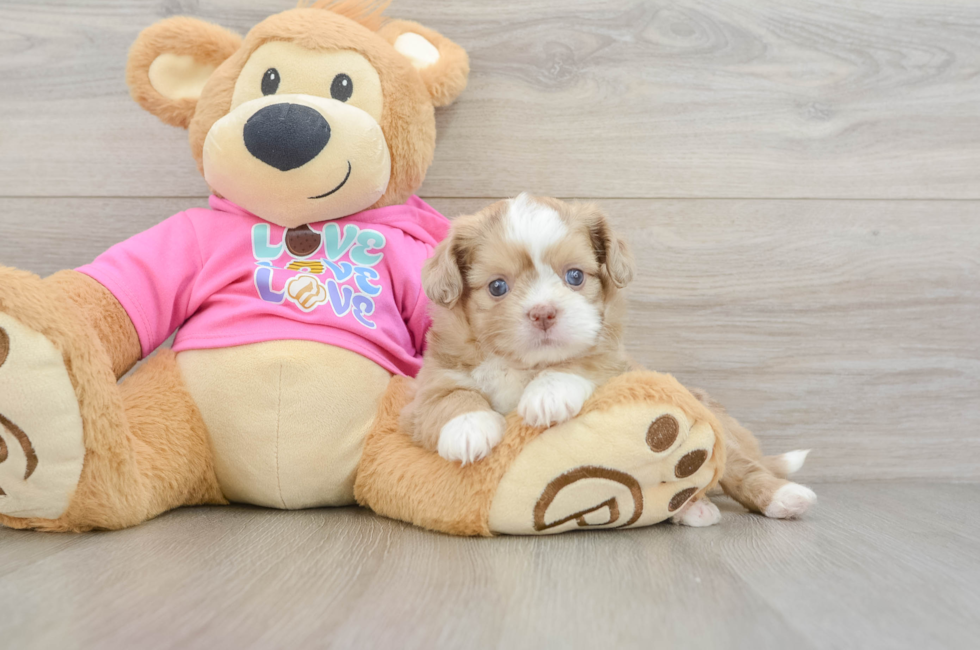 5 week old Saussie Puppy For Sale - Pilesgrove Pups