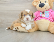 8 week old Saussie Puppy For Sale - Pilesgrove Pups