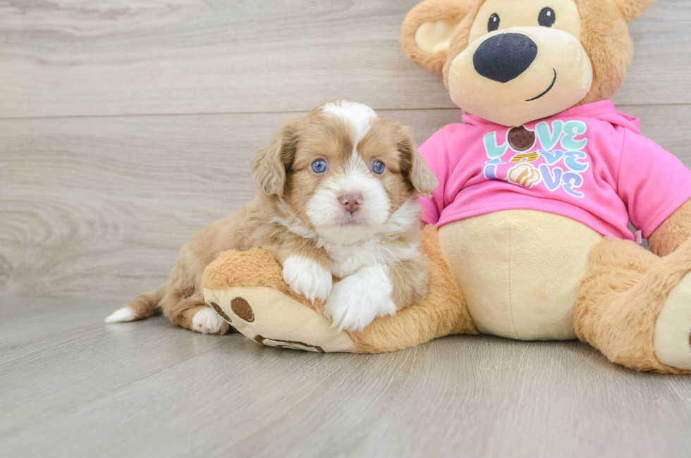 5 week old Saussie Puppy For Sale - Pilesgrove Pups
