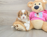 6 week old Saussie Puppy For Sale - Pilesgrove Pups