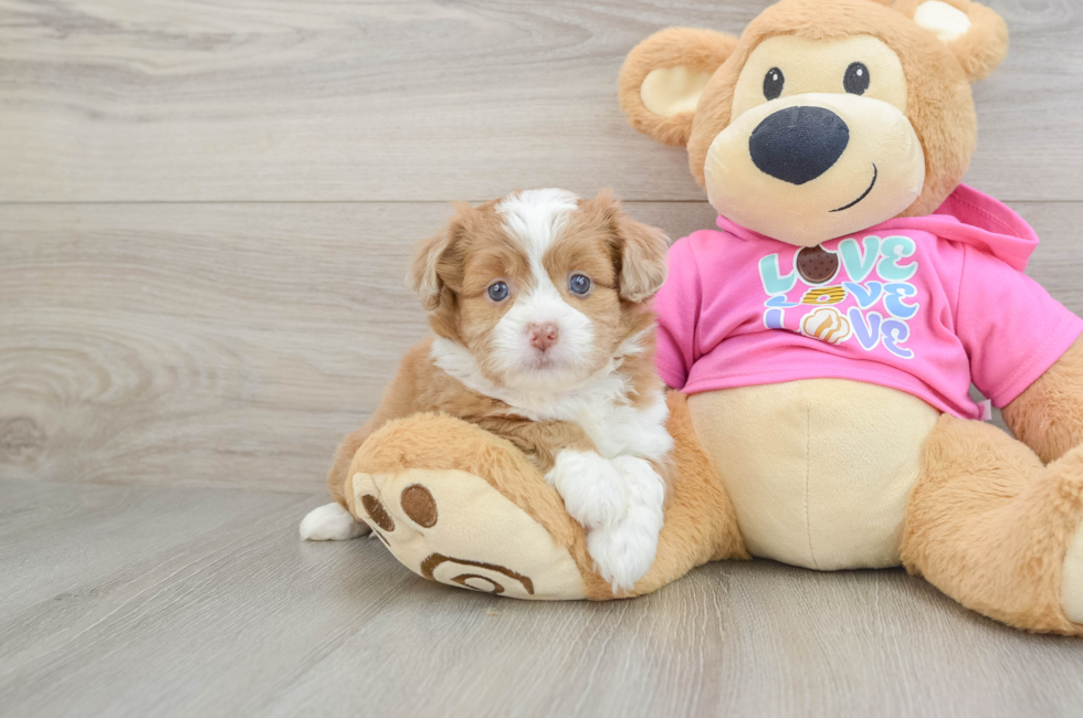 5 week old Saussie Puppy For Sale - Pilesgrove Pups