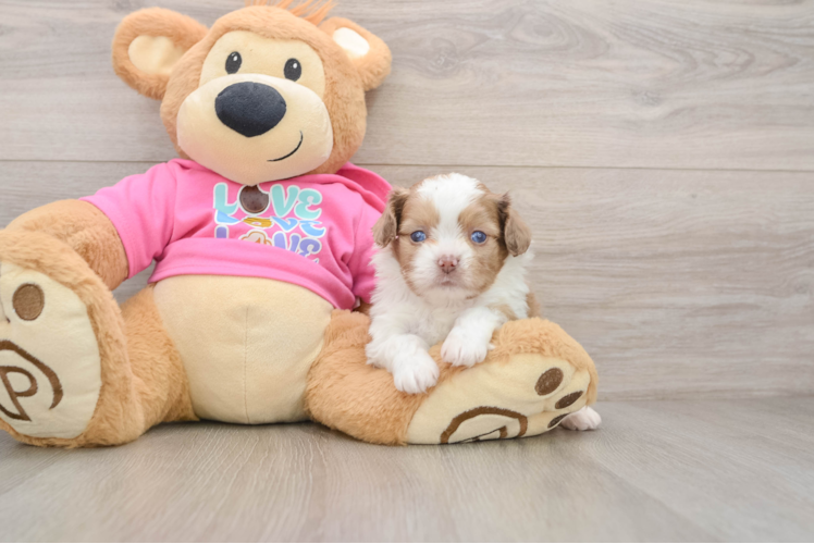 Cute Ausstzu Designer Puppy