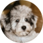Mini Schnoodle Puppy For Sale - Pilesgrove Pups Mini Schnoodle Puppy For Sale - Pilesgrove Pups
