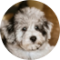 Mini Schnoodle Puppies For Sale - Pilesgrove Pups Mini Schnoodle Puppies For Sale - Pilesgrove Pups
