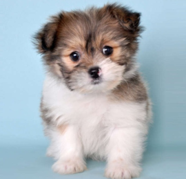 Shih Pom Puppies For Sale - Pilesgrove Pups