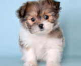 Shih Pom Puppies For Sale Pilesgrove Pups