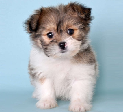 Shih Pom Breed Info Shih Pom Breed Info