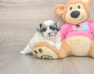 5 week old Shih Pom Puppy For Sale - Pilesgrove Pups
