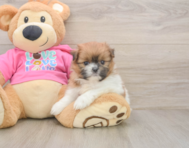 5 week old Shih Pom Puppy For Sale - Pilesgrove Pups