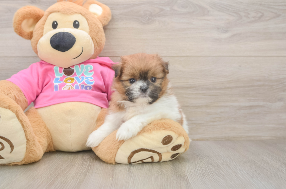 5 week old Shih Pom Puppy For Sale - Pilesgrove Pups