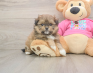 5 week old Shih Pom Puppy For Sale - Pilesgrove Pups