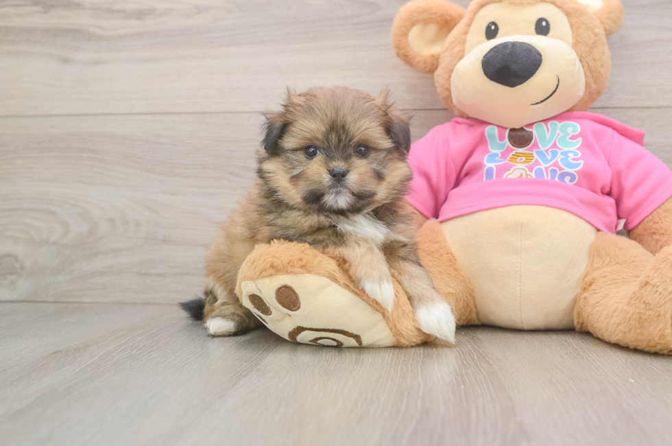 5 week old Shih Pom Puppy For Sale - Pilesgrove Pups