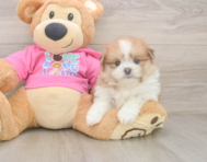 5 week old Shih Pom Puppy For Sale - Pilesgrove Pups