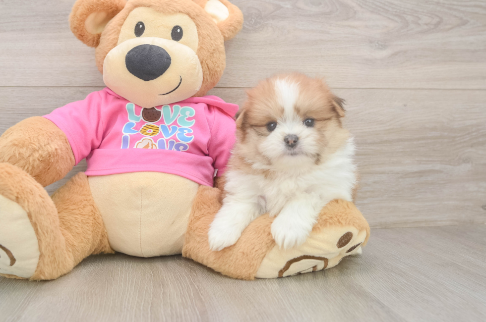 5 week old Shih Pom Puppy For Sale - Pilesgrove Pups