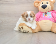 6 week old Shih Pom Puppy For Sale - Pilesgrove Pups