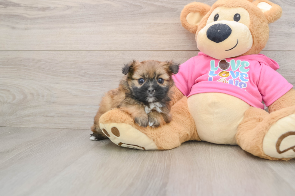Happy Shih Pom Baby
