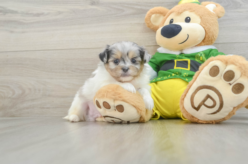 6 week old Shih Pom Puppy For Sale - Pilesgrove Pups