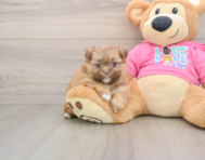 6 week old Shih Pom Puppy For Sale - Pilesgrove Pups