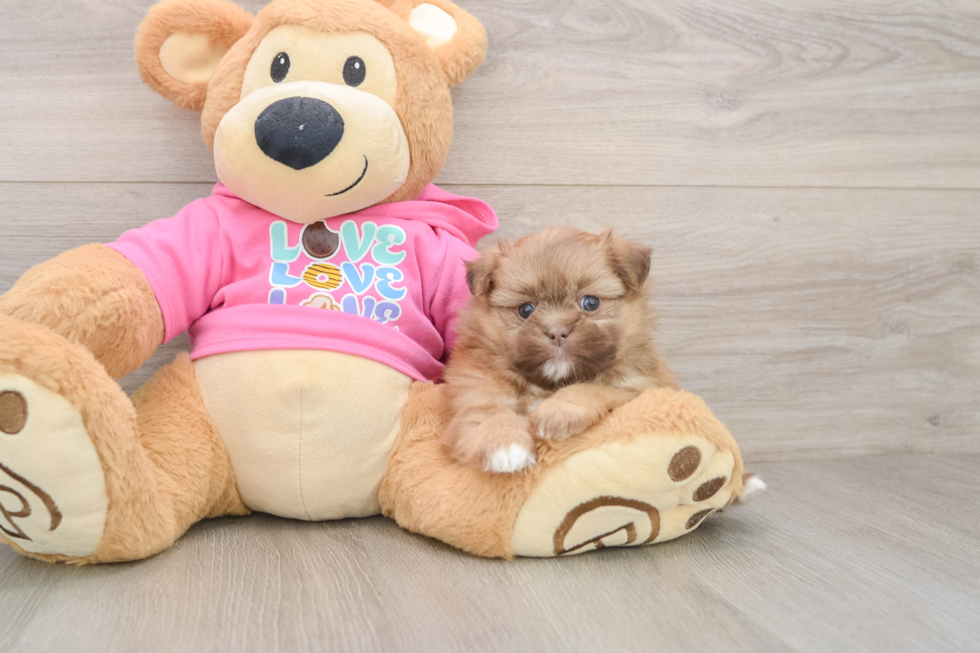 Petite Shih Pom Designer Pup