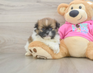 8 week old Shih Pom Puppy For Sale - Pilesgrove Pups