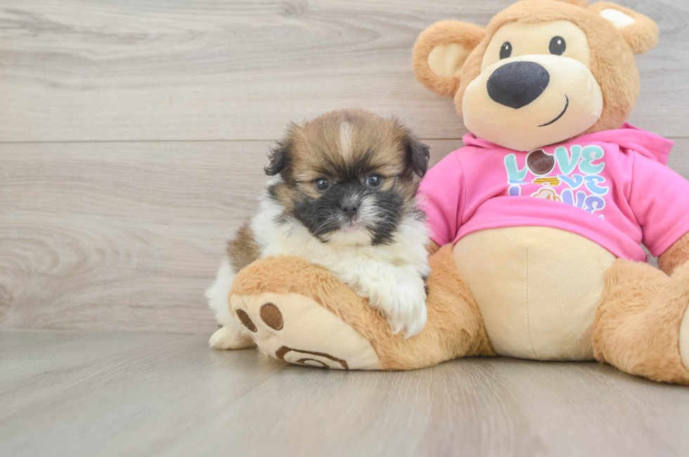 5 week old Shih Pom Puppy For Sale - Pilesgrove Pups