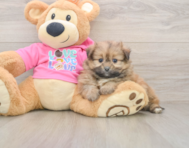 5 week old Shih Pom Puppy For Sale - Pilesgrove Pups