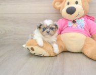 5 week old Shih Pom Puppy For Sale - Pilesgrove Pups