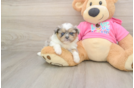 Best Shih Pom Baby