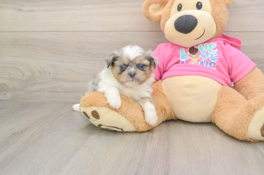 Best Shih Pom Baby
