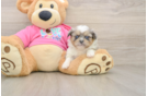 Best Shih Pom Baby