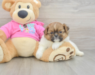 6 week old Shih Pom Puppy For Sale - Pilesgrove Pups