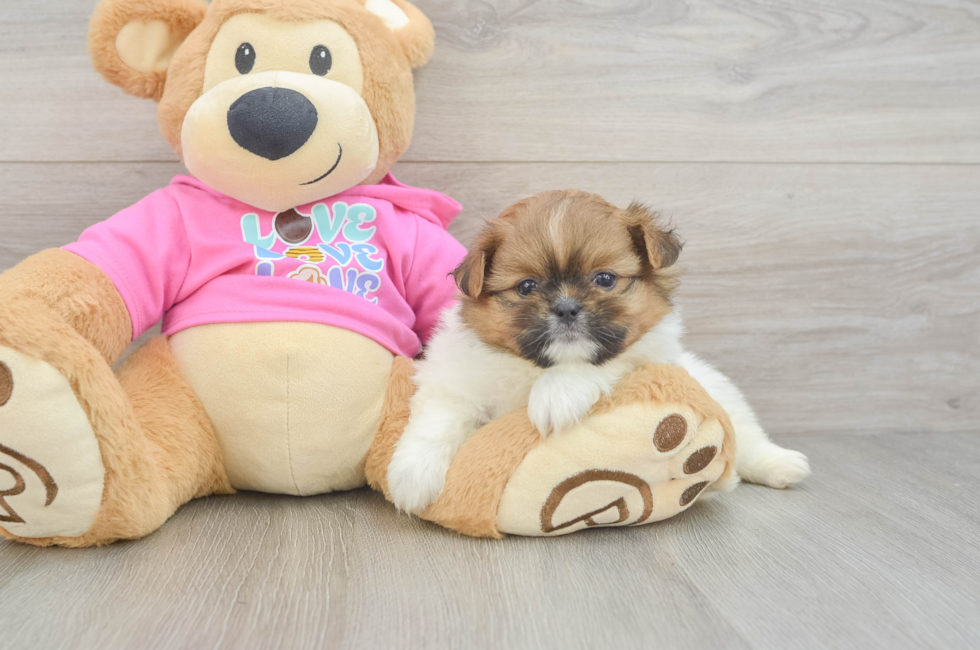 5 week old Shih Pom Puppy For Sale - Pilesgrove Pups