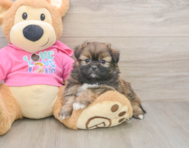 5 week old Shih Pom Puppy For Sale - Pilesgrove Pups