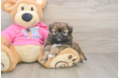Shih Pom Pup Being Cute