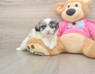 5 week old Shih Pom Puppy For Sale - Pilesgrove Pups