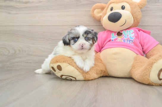Smart Shih Pom Designer Pup