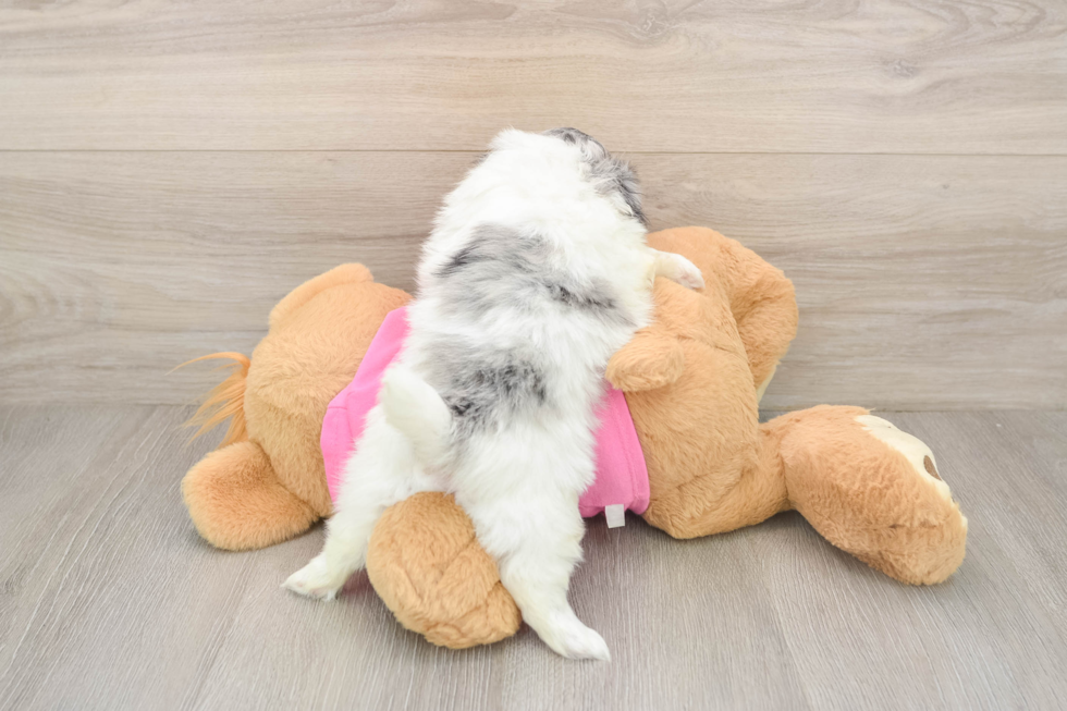 Shih Pom Pup Being Cute