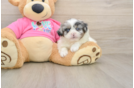 Shih Pom Pup Being Cute