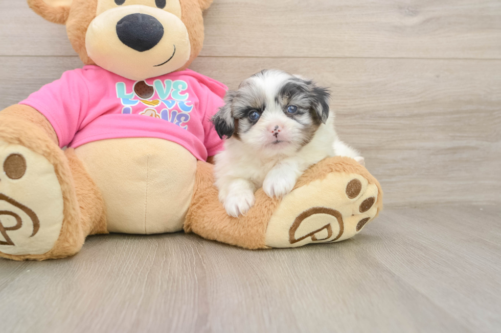 Shih Pom Pup Being Cute