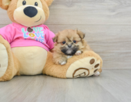 7 week old Shih Pom Puppy For Sale - Pilesgrove Pups