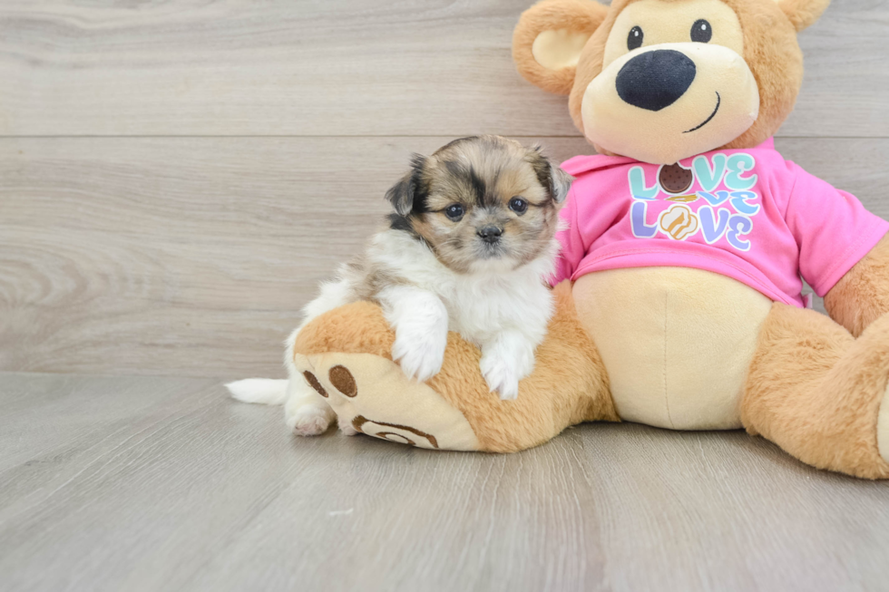 Smart Shih Pom Designer Pup