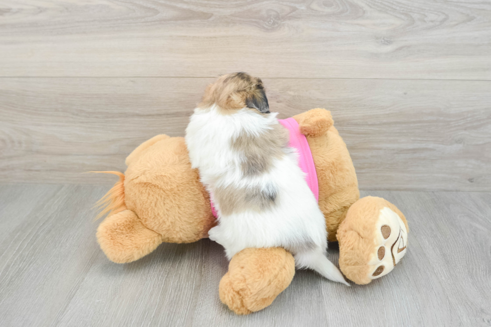 Best Shih Pom Baby