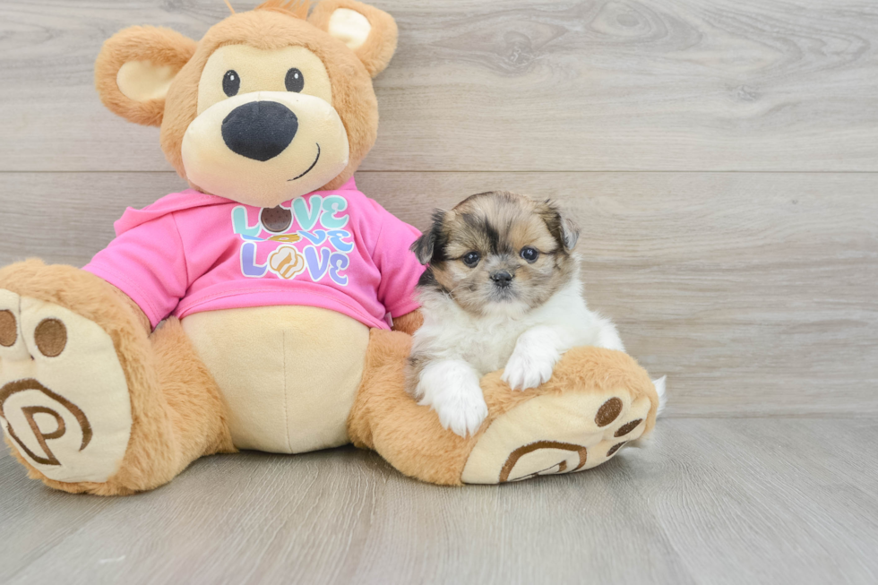 Best Shih Pom Baby