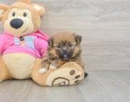 8 week old Shih Pom Puppy For Sale - Pilesgrove Pups