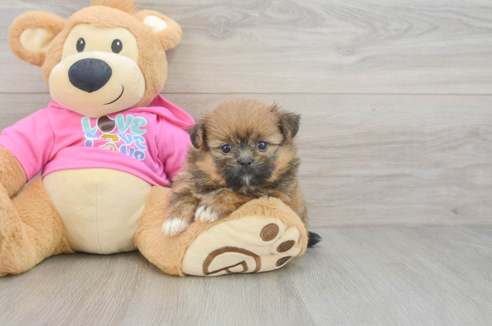 5 week old Shih Pom Puppy For Sale - Pilesgrove Pups