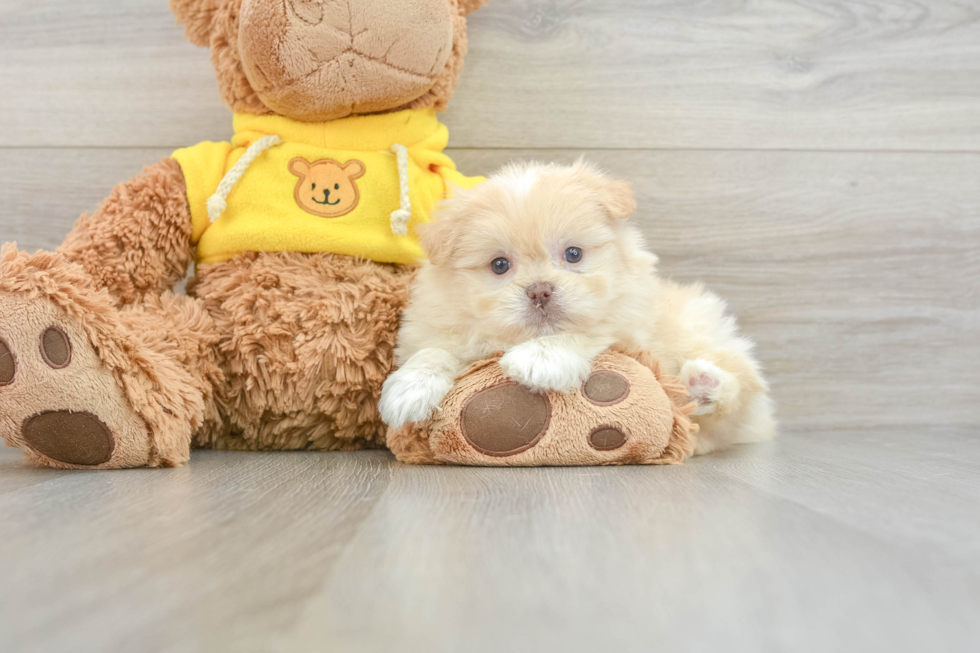 Shih Pom Pup Being Cute