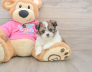 6 week old Shih Pom Puppy For Sale - Pilesgrove Pups