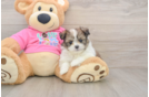 Smart Shih Pom Designer Pup